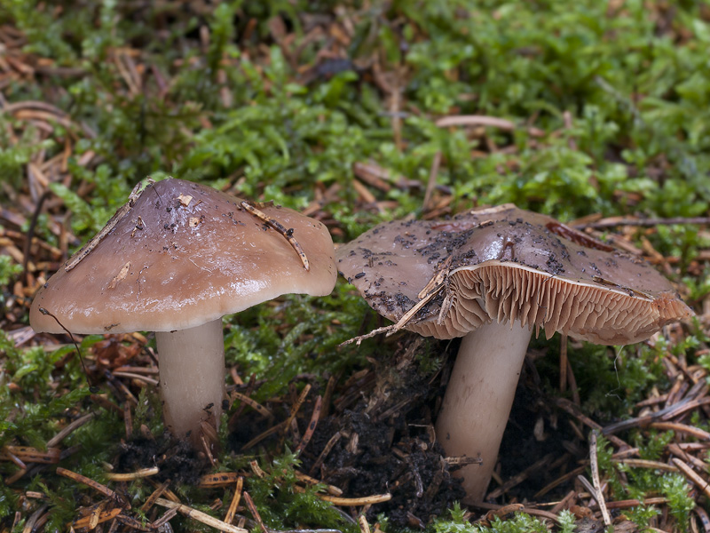 Phaeocollybia lugubris